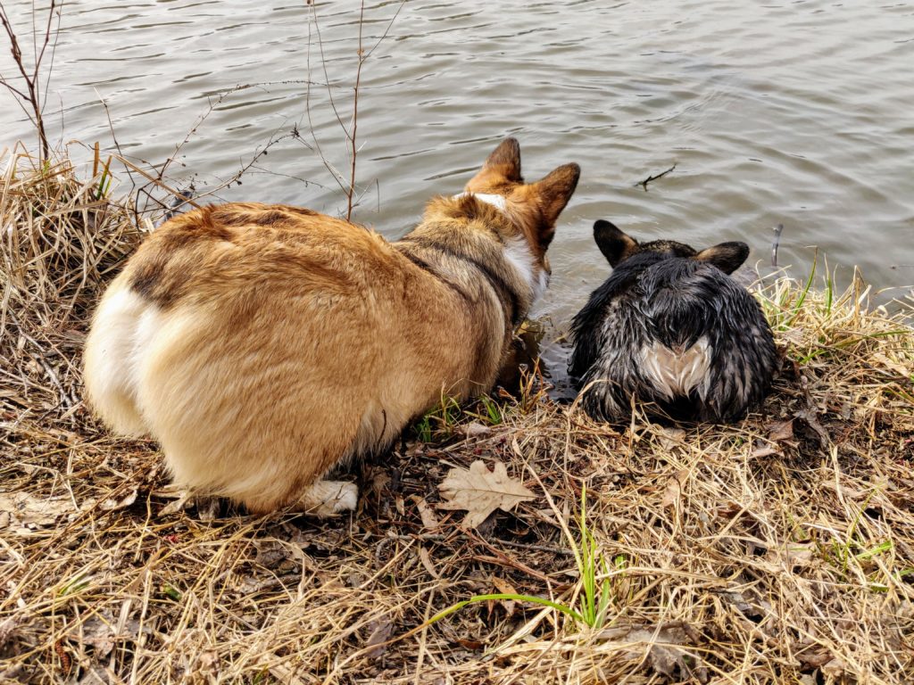 Steeple ridge pembroke welsh sales corgis